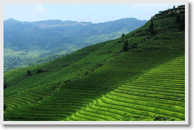 Longji Terraced Field in Guilin