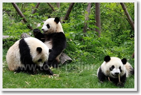 Panda Highlight Day Tour