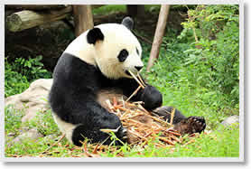 Chengdu Layover Tour
