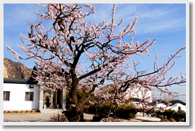 Viewing Apricot Flower + Summer Palace Day Tour