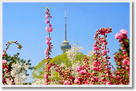 Watching Cherry Blossoms + CCTV Tower and Millennium Monument