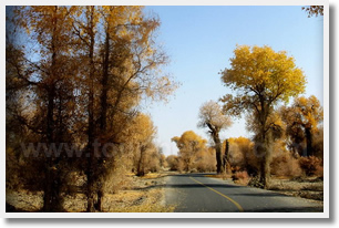 Diversifolious Poplar Forest