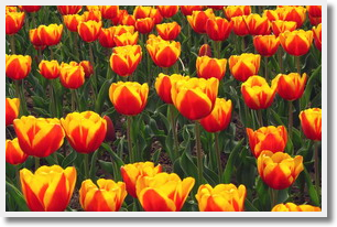 Escorted Tulip Blossoms Day Tour