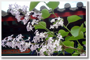 Escorted Lilac Blossoms Day Tour