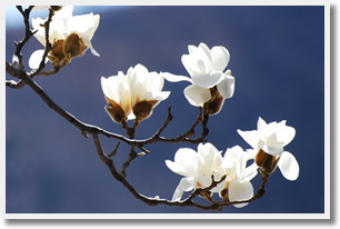 Escorted Yulan Magnolia Flower Viewing Day Tour