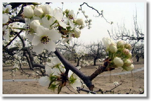 Escorted Pear Blossoms Day Tour