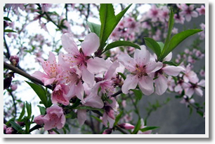 Escorted Peach Blossoms Day Tour