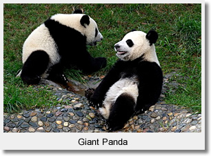 giant panda