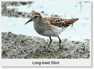 Long-toed Stint