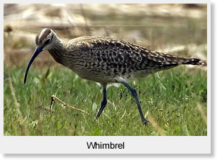 Whimbrel