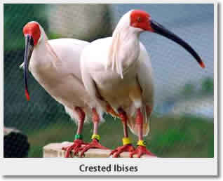 Crested lbises