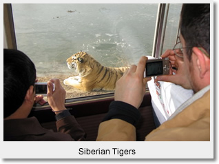 Siberian tigers