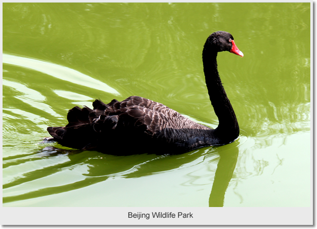 Daxing Wildlife Park Day Trip