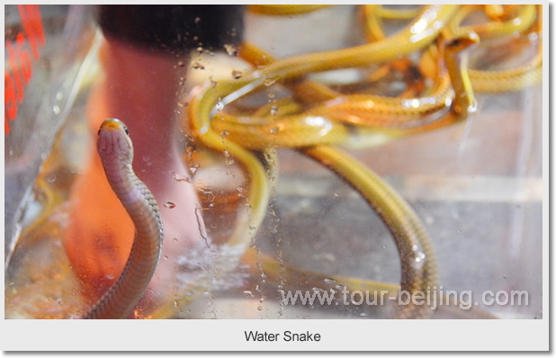 Water Snake