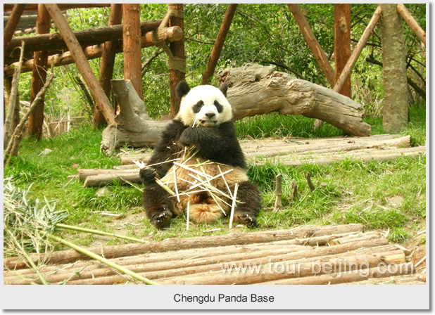 Chengdu Panda Base
