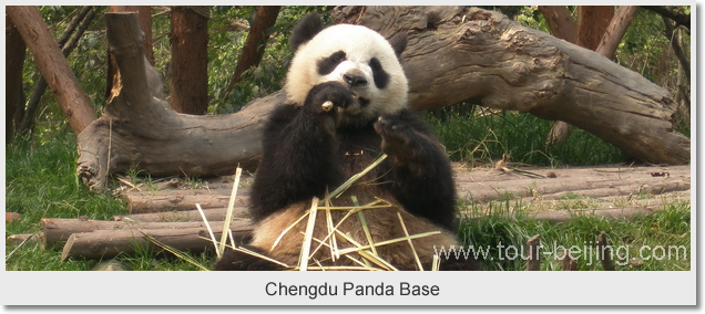 Chengdu Panda Base