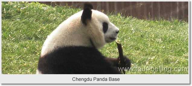  Chengdu Panda Base