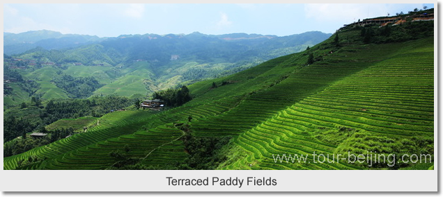 Terraced Paddy Fields