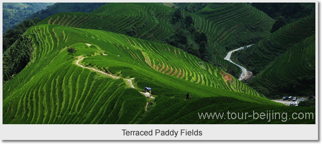  Terraced Paddy Fields