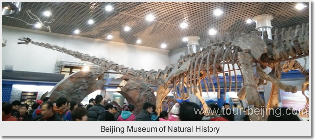 Beijing Museum of Natural History