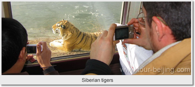 Siberian tigers