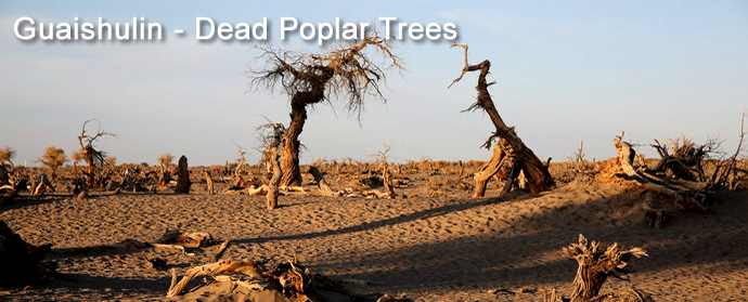West Inner Mongolia Tour Badain Jaran Desert Poplar Forests The