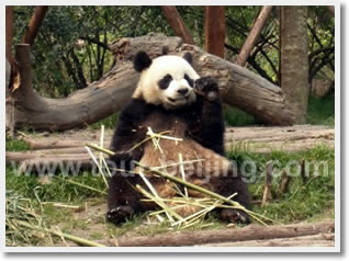 Beijing Panda House