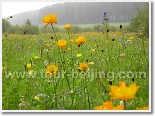Chengde One Day Private Tour