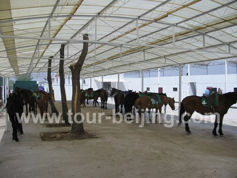 Horse Stable