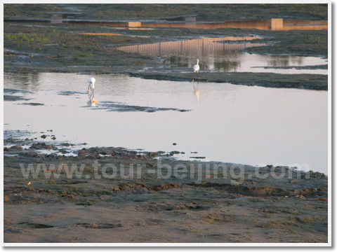 The birds found on the Dachaoping wetland.