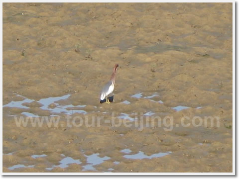 The birds found on the Yanghe River wetland.