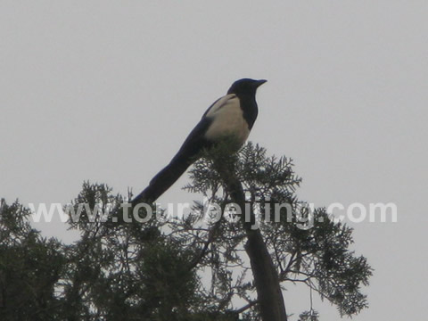 Then she flew to the top of a pine tree in fornt of me.