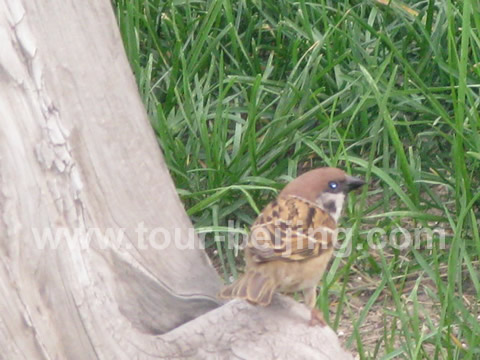 Sparrows are most numerous here in the park