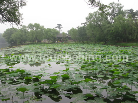 the lake and lotus