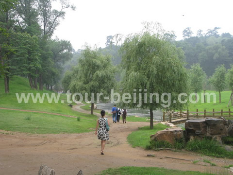 The grass and trees at the foot of the mountain