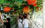 Jifa Agricultural Sightseeing Park, Qinhuangdao