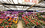 Lai Tai Flower Street