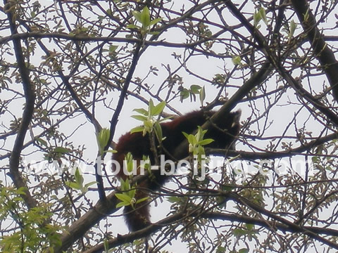 A red panda on the tree