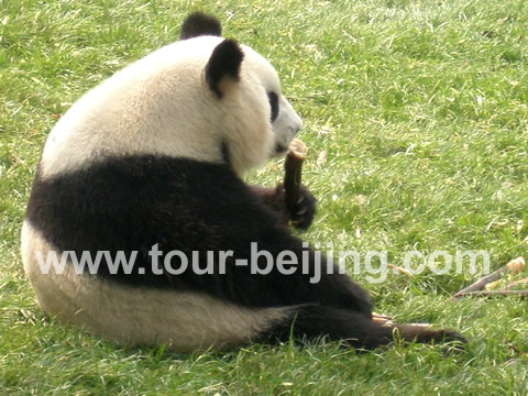 Enjoying a bamboo alone