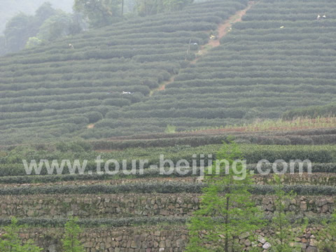 Tea Plantation at Meijiawu, Beijing