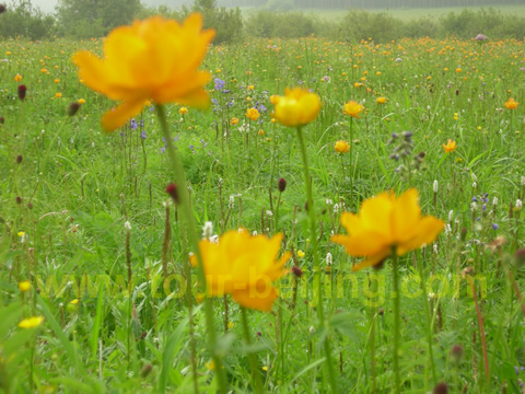 Sea of Flowers