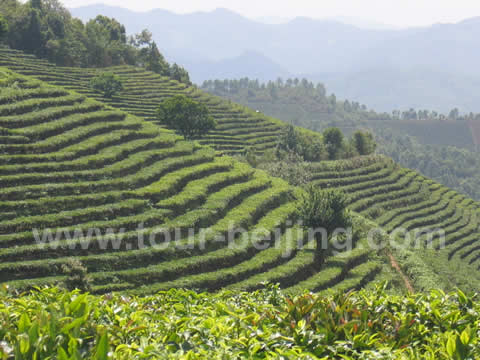 Tea Plantation